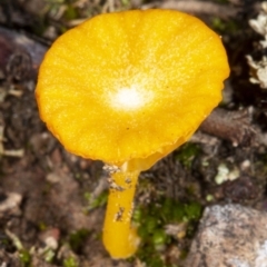 Lichenomphalia chromacea at Hackett, ACT - 23 Apr 2020