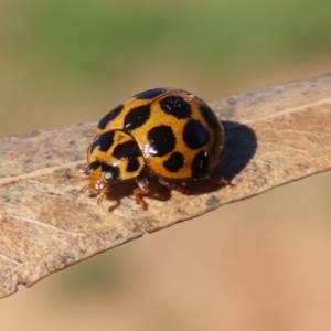 Harmonia conformis at Molonglo River Reserve - 5 May 2020