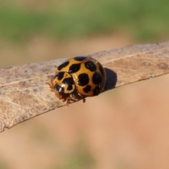 Harmonia conformis at Molonglo River Reserve - 5 May 2020