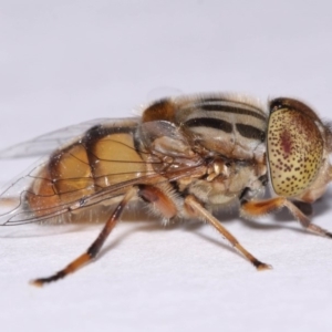 Eristalinus punctulatus at Evatt, ACT - 30 Oct 2016