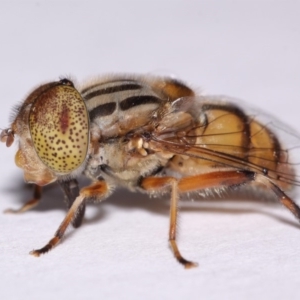 Eristalinus punctulatus at Evatt, ACT - 30 Oct 2016