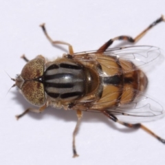 Eristalinus punctulatus at Evatt, ACT - 30 Oct 2016