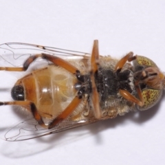 Eristalinus punctulatus at Evatt, ACT - 30 Oct 2016