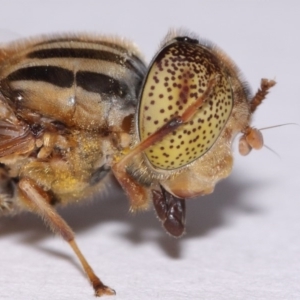 Eristalinus punctulatus at Evatt, ACT - 30 Oct 2016