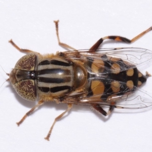 Eristalinus punctulatus at Evatt, ACT - 30 Oct 2016