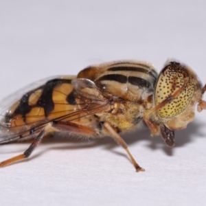 Eristalinus punctulatus at Evatt, ACT - 30 Oct 2016