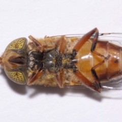 Eristalinus punctulatus at Evatt, ACT - 30 Oct 2016