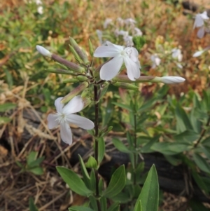 Saponaria officinalis at Tuggeranong DC, ACT - 15 Jan 2020