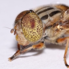 Eristalinus punctulatus at Evatt, ACT - 30 Oct 2016