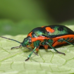 Scutiphora pedicellata (Metallic Jewel Bug) at ANBG - 19 Jan 2020 by TimL