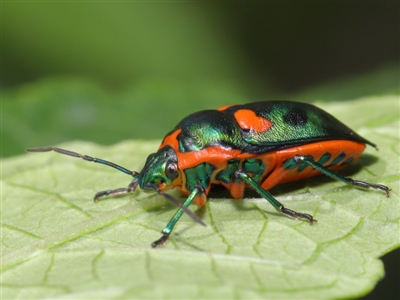 Scutiphora pedicellata (Metallic Jewel Bug) at Acton, ACT - 19 Jan 2020 by TimL