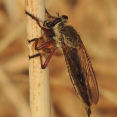 Colepia ingloria (A robber fly) at Bullen Range - 15 Jan 2020 by michaelb