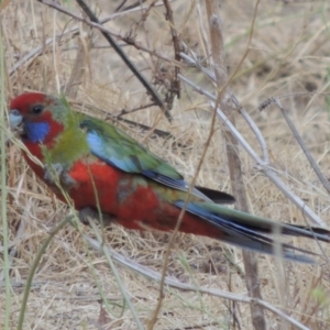 Platycercus elegans at Tuggeranong DC, ACT - 15 Jan 2020