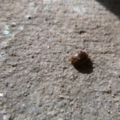 Chrysomelidae sp. (family) (Unidentified Leaf Beetle) at Tathra Public School - 6 May 2020 by TathraPreschool