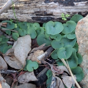 Corysanthes hispida at Aranda, ACT - 5 May 2020