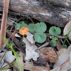 Corysanthes hispida at Aranda, ACT - 5 May 2020