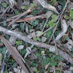 Corysanthes hispida at Aranda, ACT - 5 May 2020