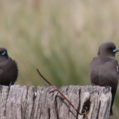 Artamus cyanopterus (Dusky Woodswallow) at Fyshwick, ACT - 6 May 2020 by roymcd