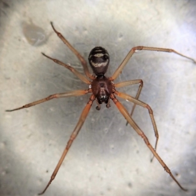 Steatoda grossa (Cupboard or Brown house spider) at Cook, ACT - 30 Apr 2020 by CathB