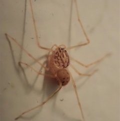 Scytodes sp. (genus) (Spitting spider) at Cook, ACT - 4 May 2020 by CathB