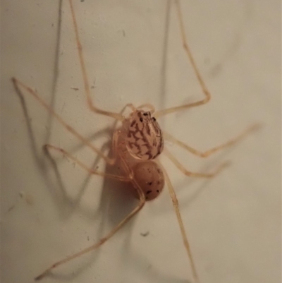 Scytodes sp. (genus) (Spitting spider) at Cook, ACT - 4 May 2020 by CathB
