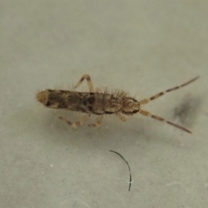 Collembola sp. (class) at suppressed - 8 May 2020