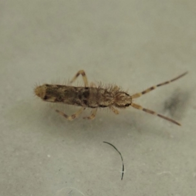 Collembola sp. (class) (Springtail) at Cook, ACT - 8 May 2020 by CathB