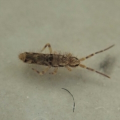 Collembola sp. (class) at Cook, ACT - 8 May 2020 11:47 PM