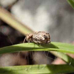 Symphypleona sp. (order) (Globular springtail) at Cook, ACT - 4 May 2020 by CathB