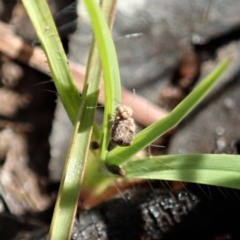 Symphypleona sp. (order) at Cook, ACT - 4 May 2020