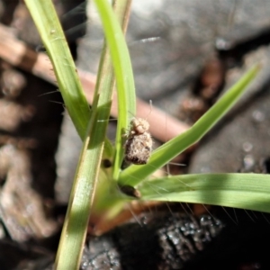 Symphypleona sp. (order) at Cook, ACT - 4 May 2020