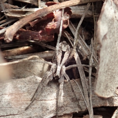 Argoctenus sp. (genus) (Wandering ghost spider) at Mount Painter - 4 May 2020 by CathB