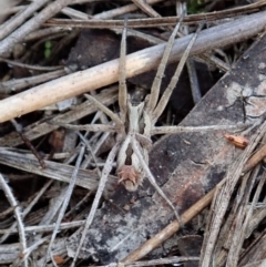 Argoctenus sp. (genus) (Wandering ghost spider) at Cook, ACT - 4 May 2020 by CathB