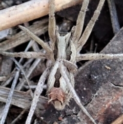 Argoctenus sp. (genus) at Cook, ACT - 4 May 2020