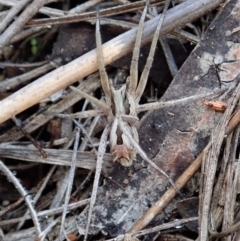 Argoctenus sp. (genus) at Cook, ACT - 4 May 2020