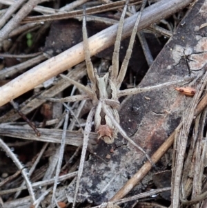 Argoctenus sp. (genus) at Cook, ACT - 4 May 2020