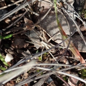 Argoctenus sp. (genus) at Cook, ACT - 4 May 2020