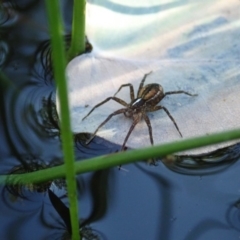 Dolomedes sp. (genus) (Fishing spider) at Cook, ACT - 4 May 2020 by CathB