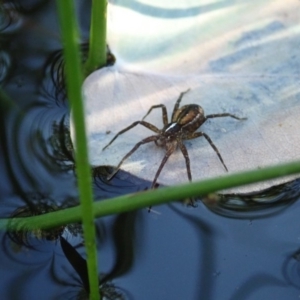 Dolomedes (genus) at Cook, ACT - 4 May 2020 04:13 PM
