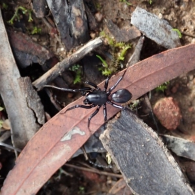 Storosa obscura (Dark Storosa) at Mount Painter - 4 May 2020 by CathB