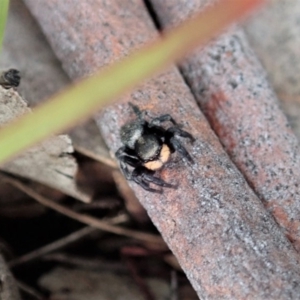 Salticidae sp. 'Golden palps' at Cook, ACT - 4 May 2020 01:19 PM