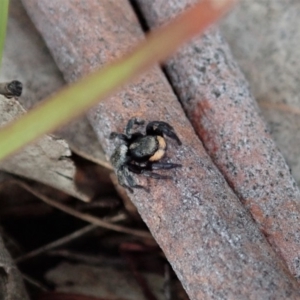 Salticidae sp. 'Golden palps' at Cook, ACT - 4 May 2020 01:19 PM