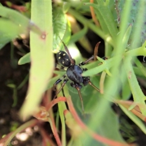 Zodariidae (family) at Cook, ACT - 4 May 2020