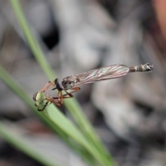 Leptogaster sp. (genus) (Robber fly) at Cook, ACT - 4 May 2020 by CathB