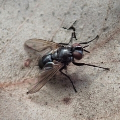 Unverified Bristle Fly (Tachinidae) at Cook, ACT - 4 May 2020 by CathB