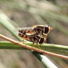 Simosyrphus grandicornis (Common hover fly) at Mount Painter - 5 May 2020 by CathB