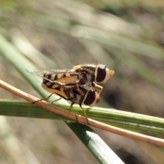 Simosyrphus grandicornis at Cook, ACT - 5 May 2020 04:37 PM