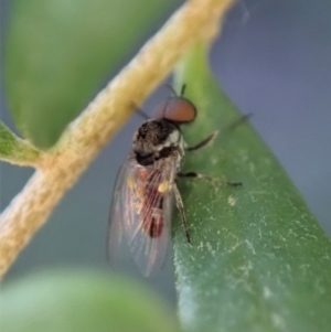 Platypezidae sp. (family) at Cook, ACT - 3 May 2020