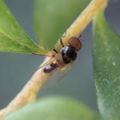 Platypezidae sp. (family) at Cook, ACT - 3 May 2020