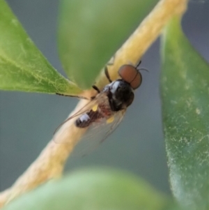 Platypezidae sp. (family) at Cook, ACT - 3 May 2020